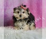 Small Photo #27 Morkie Puppy For Sale in WARSAW, IN, USA