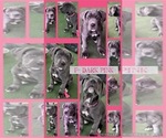 Puppy Dark Pink Cane Corso-Great Dane Mix