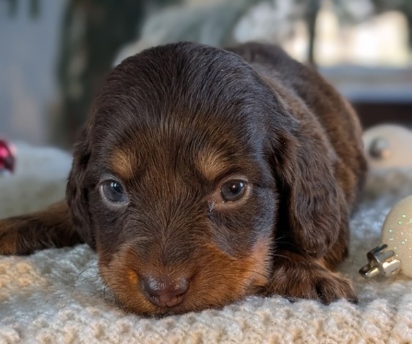 Medium Photo #10 Dachshund Puppy For Sale in GOSHEN, IN, USA