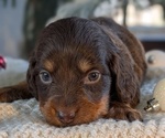 Small #9 Dachshund