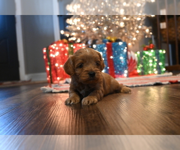 Medium Photo #7 Cavapoo (Miniature) Puppy For Sale in GUTHRIE, KY, USA