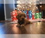 Small #6 Cavapoo (Miniature)