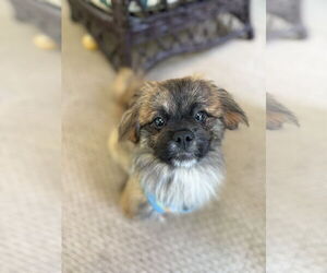 Medium Pekingese Mix