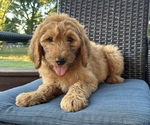 Puppy Red Male Goldendoodle
