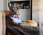 Small #3 American Pit Bull Terrier Mix