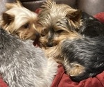 Small Photo #8 Yorkshire Terrier Puppy For Sale in SOUTHPORT, NC, USA