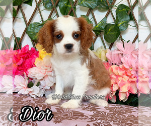 Cavalier King Charles Spaniel Puppy for sale in MIAMI, FL, USA