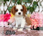 Small Cavalier King Charles Spaniel