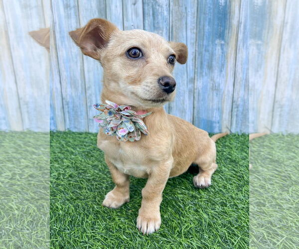 Medium Photo #1 Chihuahua-Unknown Mix Puppy For Sale in Corona, CA, USA