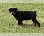 Small Photo #10 Rottweiler Puppy For Sale in LOUISVILLE, KY, USA