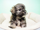 Small Photo #6 Shih-Poo Puppy For Sale in LA MIRADA, CA, USA