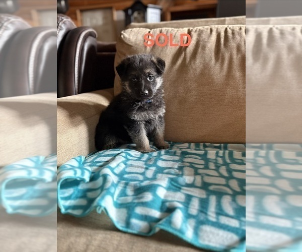 Medium Photo #3 German Shepherd Dog Puppy For Sale in SUMPTER TWP, MI, USA