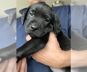 Labrottie Puppy for sale in GREENFIELD, WI, USA