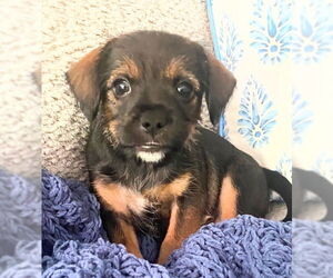Pin-Tzu Dogs for adoption in Oakland Park, FL, USA