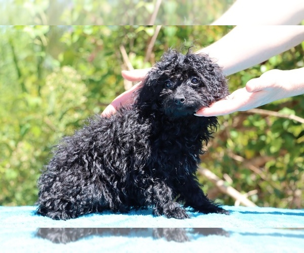 Medium Photo #36 Poodle (Toy) Puppy For Sale in DYERSBURG, TN, USA