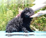 Small #35 Poodle (Toy)