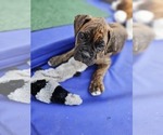 Puppy Diesel Boxer