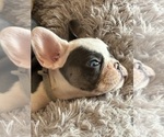 Small #1 French Bulldog