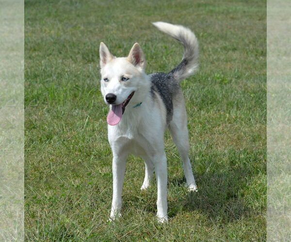 Medium Photo #6 Siberian Husky-Unknown Mix Puppy For Sale in Gretna, NE, USA