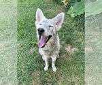 Small #5 German Shepherd Dog-Huskies  Mix