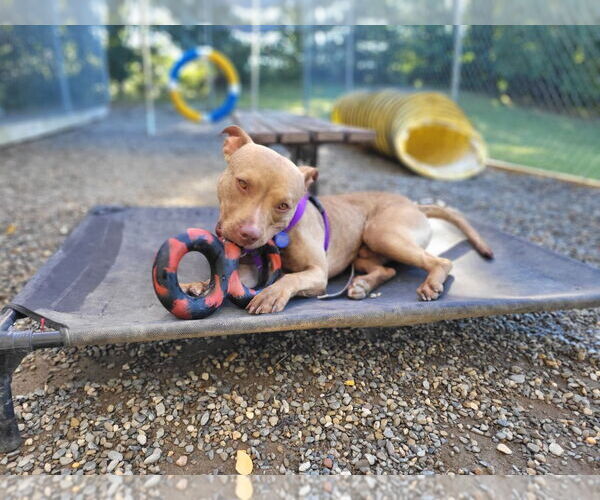 Medium Photo #15 American Staffordshire Terrier Puppy For Sale in Sayreville, NJ, NJ, USA