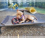 Small #14 American Staffordshire Terrier
