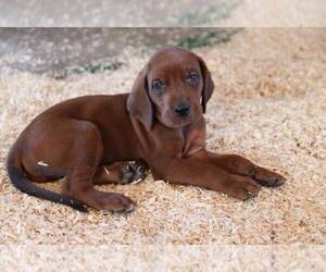 Redbone Coonhound Puppy for sale in DANVILLE, VA, USA