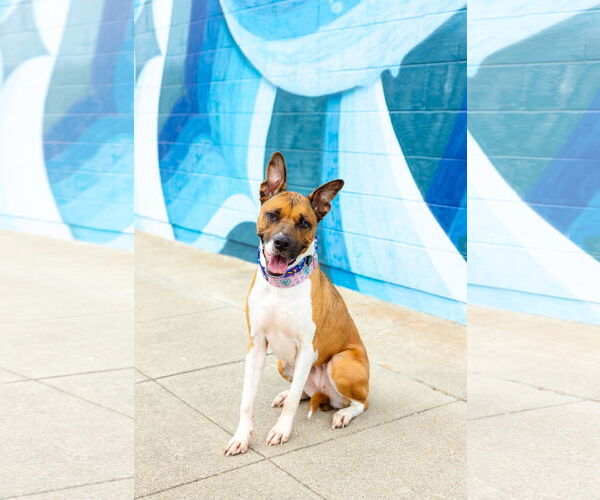 Medium Photo #11 American Staffordshire Terrier-Unknown Mix Puppy For Sale in Berkeley, CA, USA