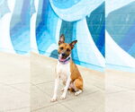 Small #10 American Staffordshire Terrier Mix