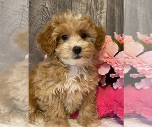 Coton de Tulear-Poodle (Toy) Mix Puppy for sale in SENECA FALLS, NY, USA