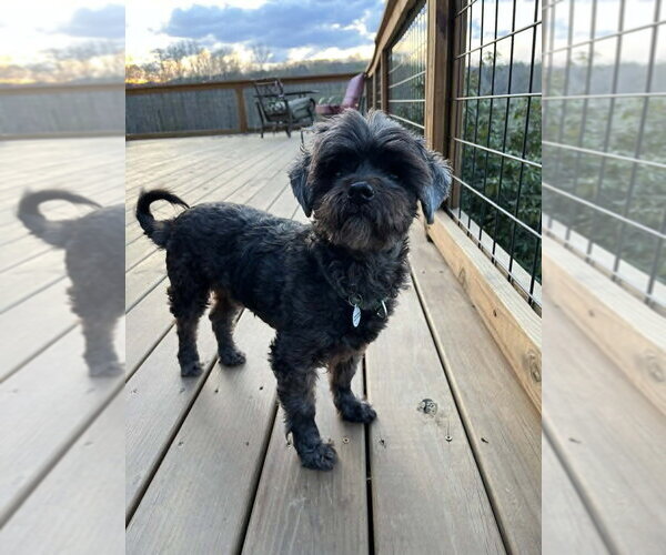 Medium Photo #12 Mutt Puppy For Sale in Candler, NC, USA
