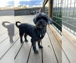 Small #11 Mutt