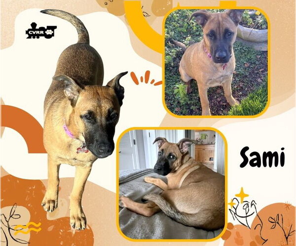 Medium Photo #1 Mutt Puppy For Sale in Lindsay, CA, USA