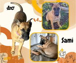 Sami - Female Mutt Dog for Adoption - Small photo