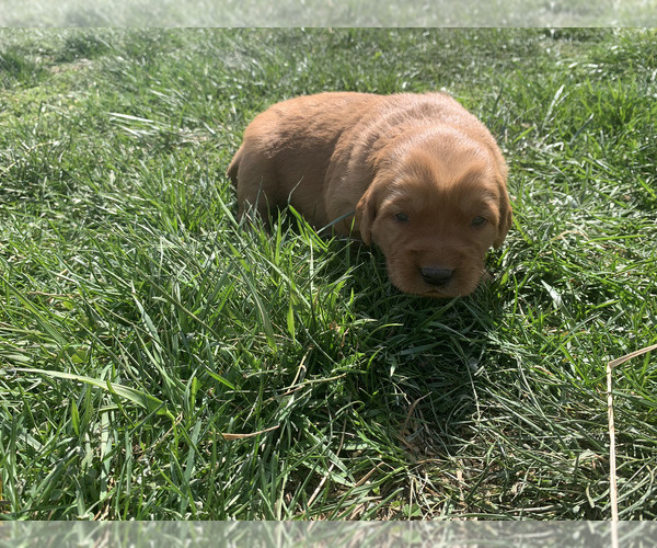 Medium Photo #9 Golden Retriever Puppy For Sale in CLEVER, MO, USA