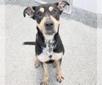 Small #2 Australian Kelpie