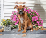 Puppy Radar Boxer
