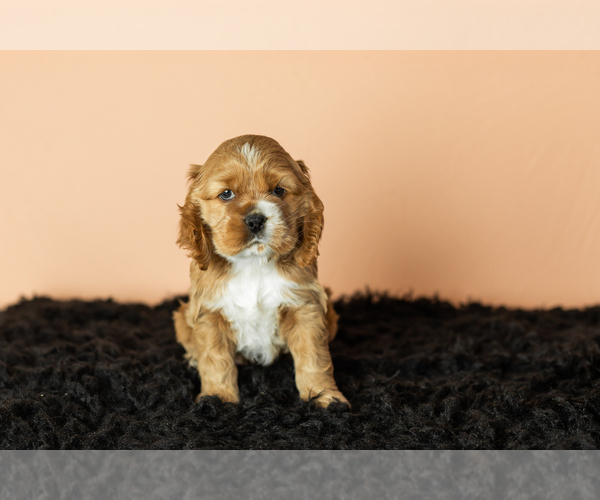Medium Photo #33 Cocker Spaniel Puppy For Sale in NAPPANEE, IN, USA
