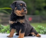 Small #1 Rottweiler