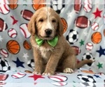 Small Photo #4 Labradoodle Puppy For Sale in LAKELAND, FL, USA