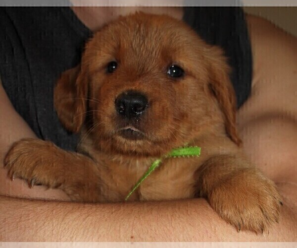 Medium Photo #1 Golden Retriever Puppy For Sale in PLACERVILLE, CA, USA