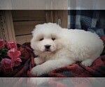 Small #6 Samoyed