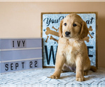 Small Photo #1 Golden Retriever Puppy For Sale in WAKARUSA, IN, USA
