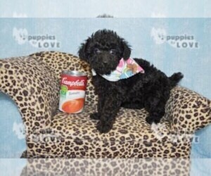 Poodle (Toy) Puppy for sale in SANGER, TX, USA