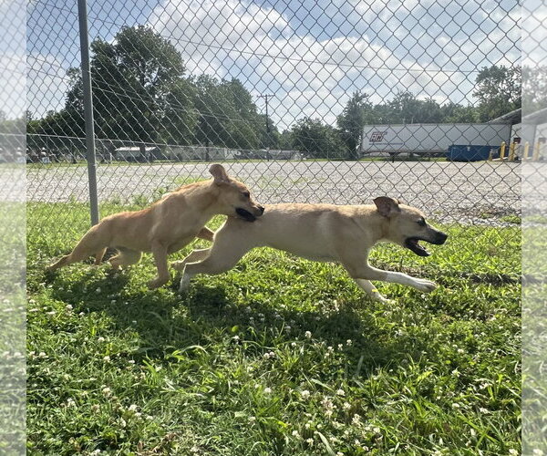 Medium Photo #4 Labrador Retriever-Unknown Mix Puppy For Sale in Corning, AR, USA