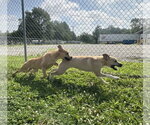 Small #3 Labrador Retriever Mix