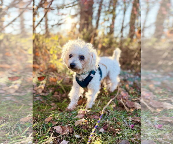 Medium Photo #3 Poodle (Miniature)-Unknown Mix Puppy For Sale in West Cornwall, CT, USA