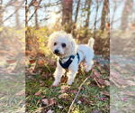 Small #2 Poodle (Miniature) Mix