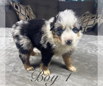 Small #6 Australian Shepherd