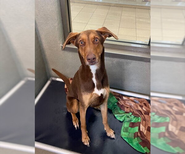 Medium Photo #2 Doberman Pinscher-Unknown Mix Puppy For Sale in Lee's Summit, MO, USA